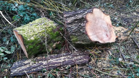 Wird eine Nachpflanzung in absehbarer Zeit diesen Baum überhaupt ersetzen können? ©RolWg